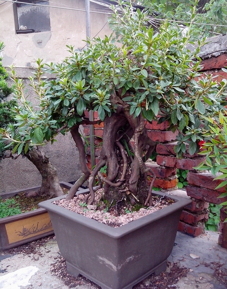 IMG_20120814_165211.jpg