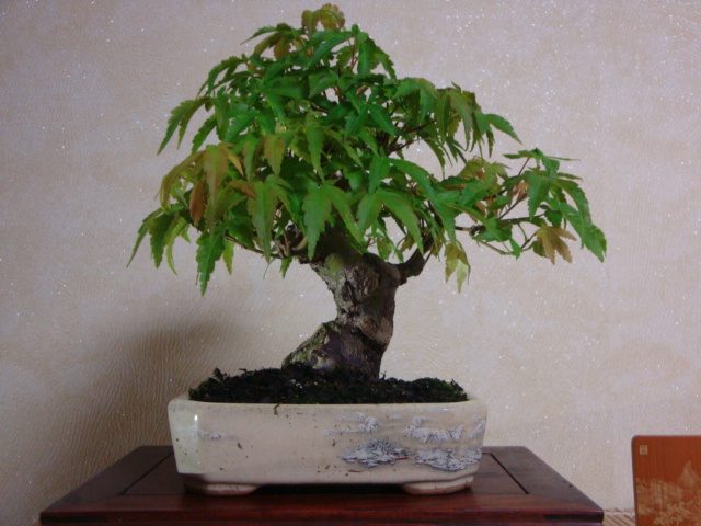 DSC00004.JPG