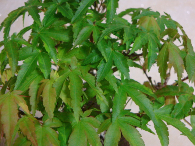 DSC00005.JPG