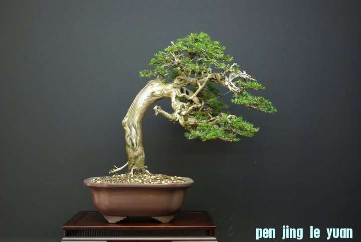 Andres Alvarez Iglesias Bonsai collection 001.jpg