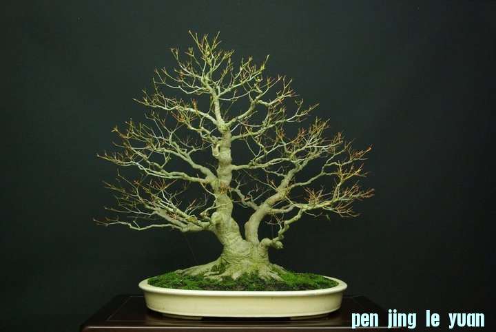 Andres Alvarez Iglesias Bonsai collection 002.jpg