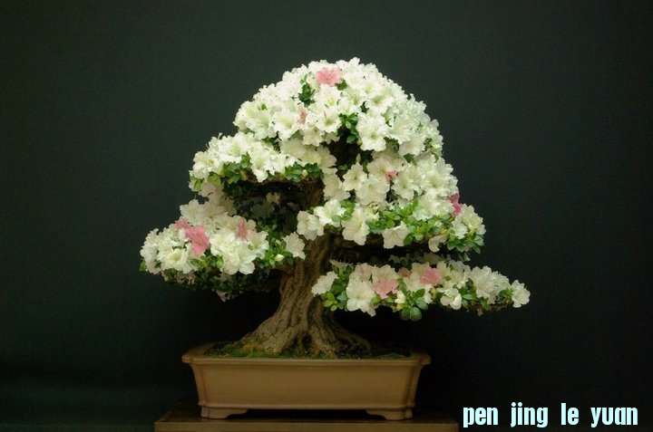 Andres Alvarez Iglesias Bonsai collection 004.jpg