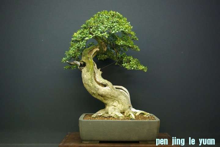 Andres Alvarez Iglesias Bonsai collection 005.jpg