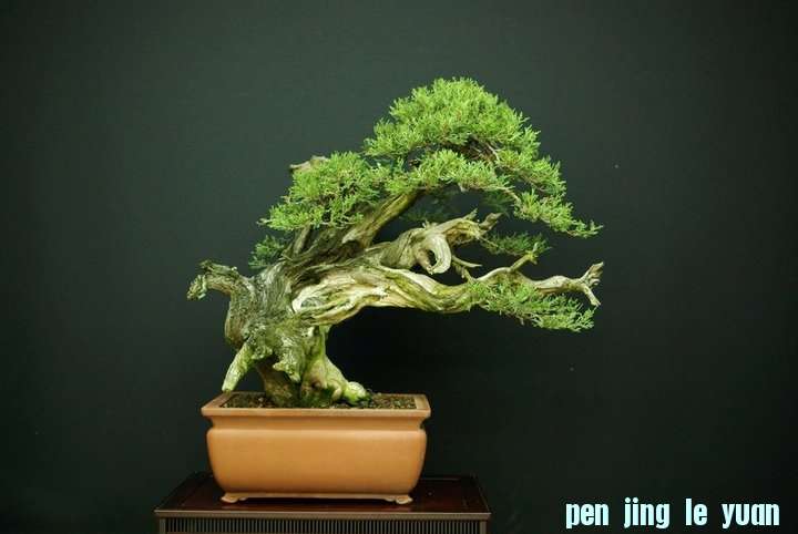Andres Alvarez Iglesias Bonsai collection 006.jpg