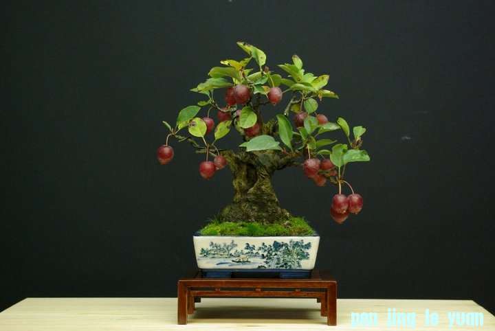 Andres Alvarez Iglesias Bonsai collection 007.jpg