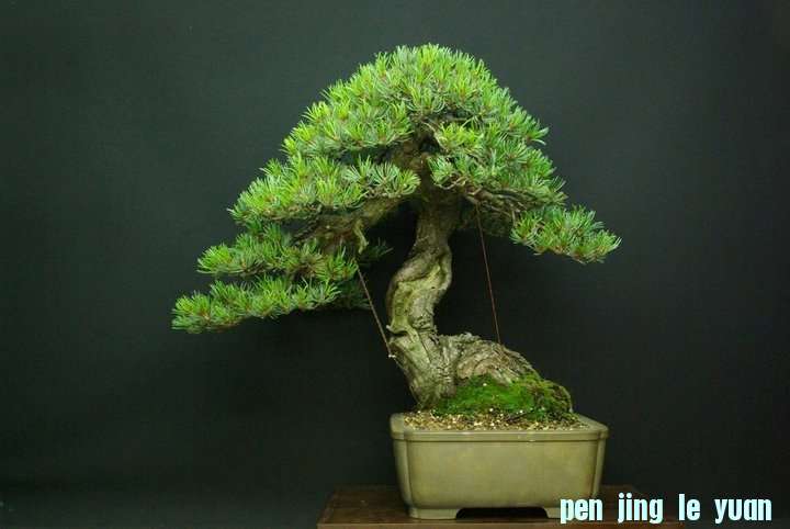 Andres Alvarez Iglesias Bonsai collection 008.jpg
