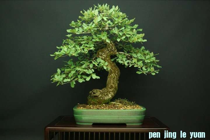 Andres Alvarez Iglesias Bonsai collection 009.jpg