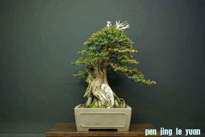 Andres Alvarez Iglesias Bonsai collection 010.jpg