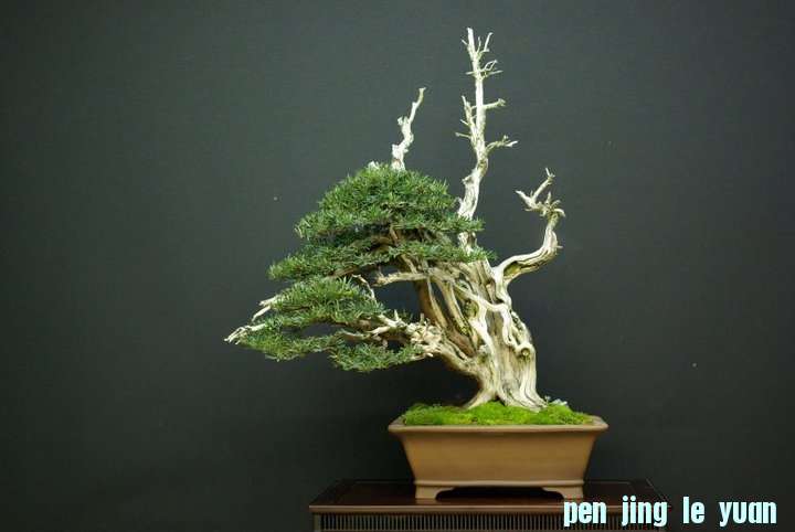 Andres Alvarez Iglesias Bonsai collection 011.jpg
