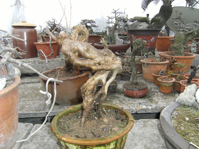DSCF5590.JPG