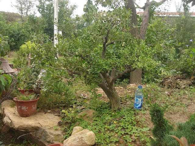 DSC06383.JPG