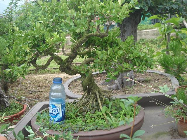 DSC06385.JPG