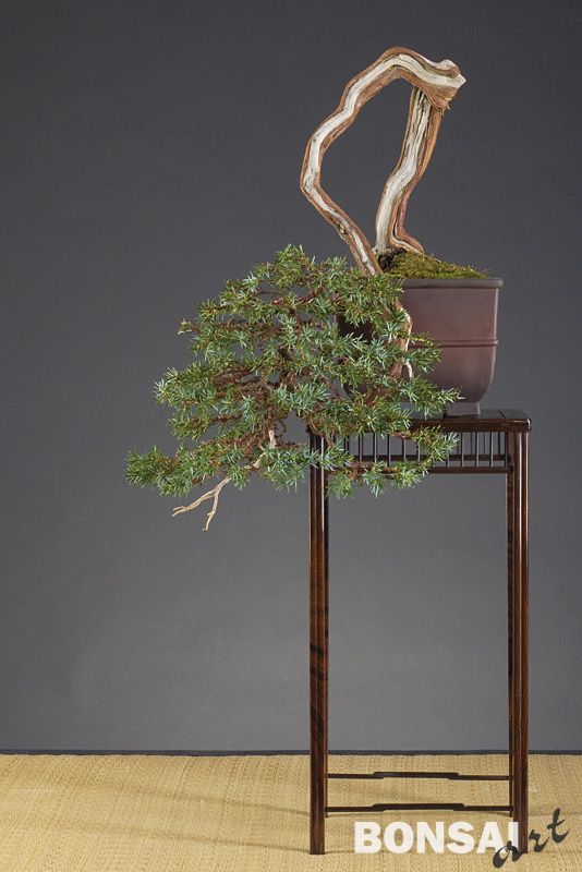 004a_fischer_juniperus7_20100302_1023028659.jpg