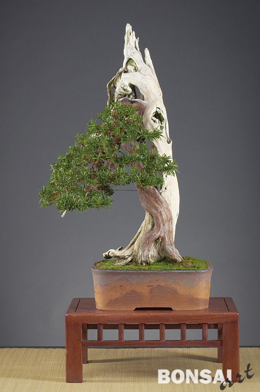 013a_valuch_taxus22_20100302_1968090120.jpg