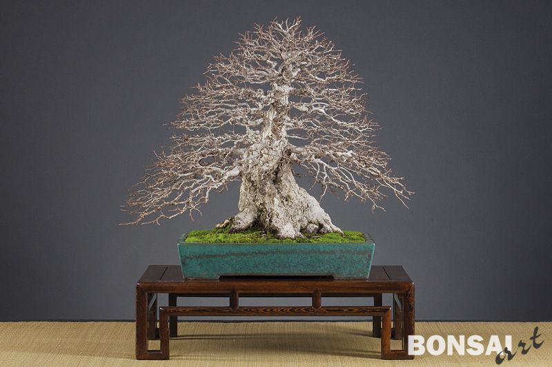014a_komsta_carpinus24_20100302_1341537486.jpg