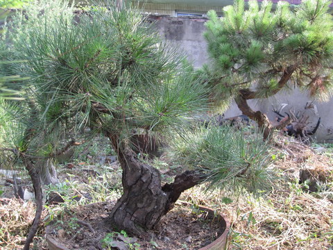 IMG_4618.jpg