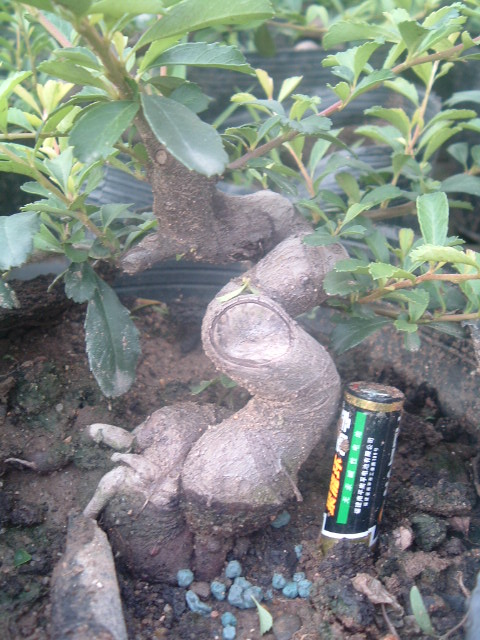 DSCF1117.JPG