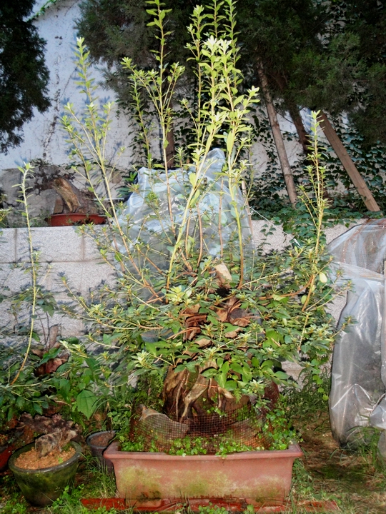 DSC09285.JPG