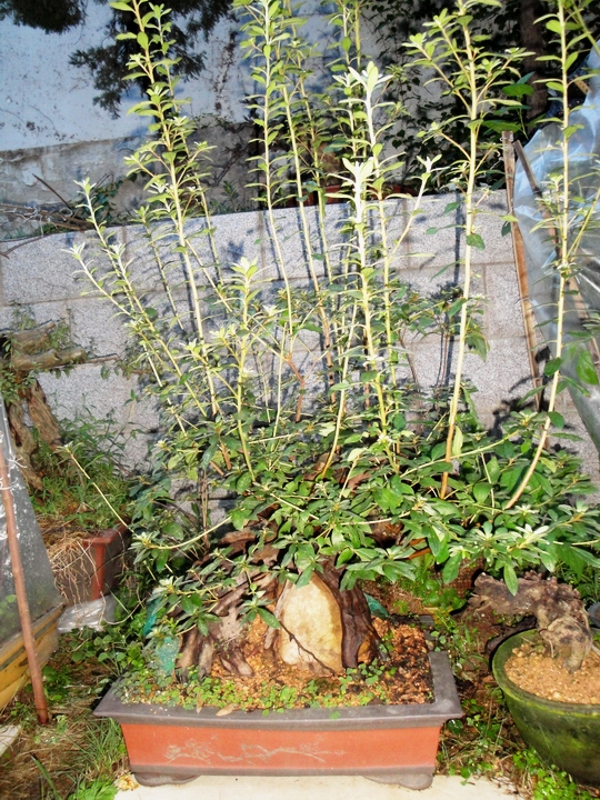 DSC09286.JPG