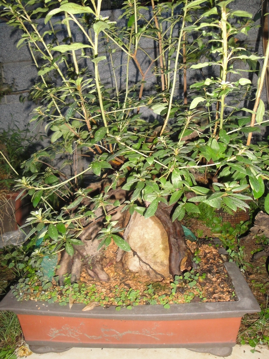DSC09296.JPG
