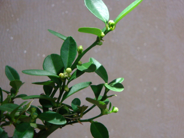DSC00036.JPG