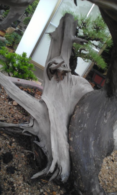 IMAG0155.jpg