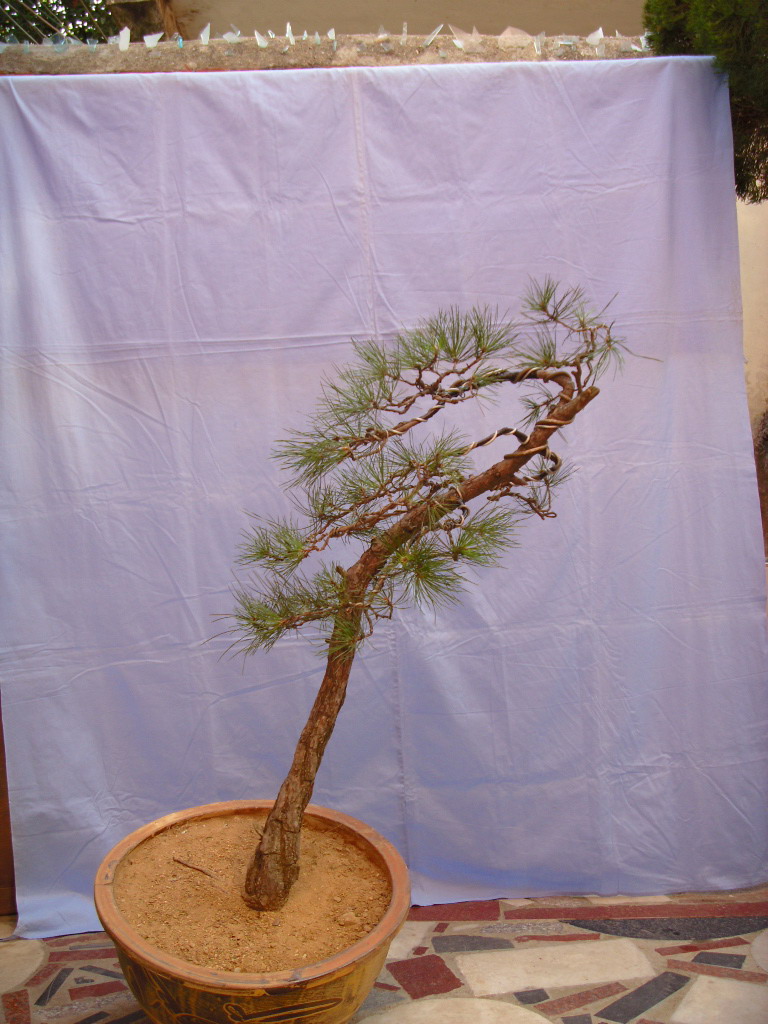 SDC11611.jpg