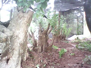 IMG0198A.jpg