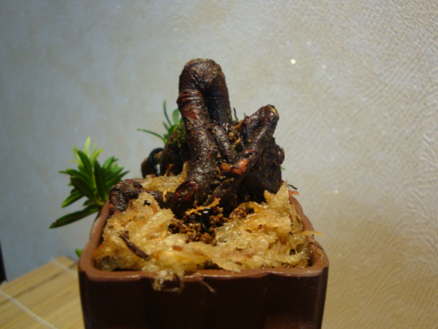 DSC00052.JPG