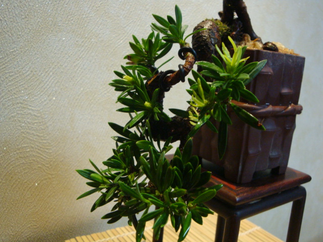 DSC00053.JPG