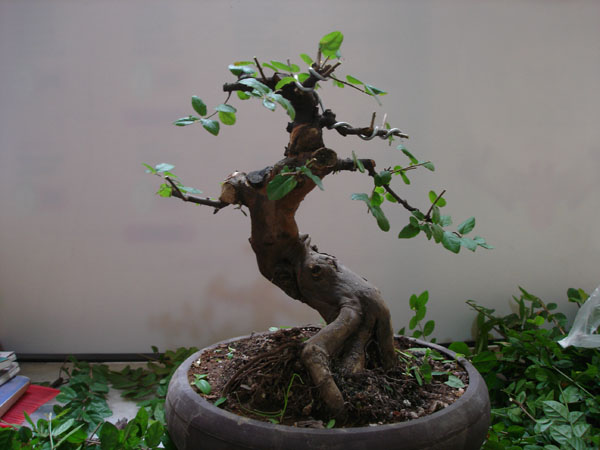 DSC01694.jpg