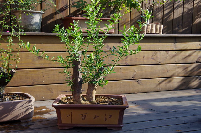 IMGP0426.jpg