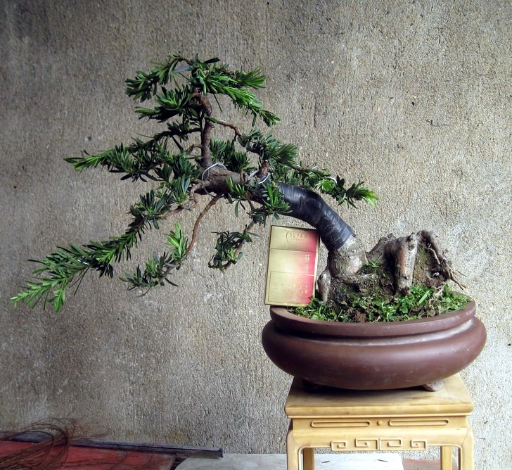 Ƭ 15249.jpg