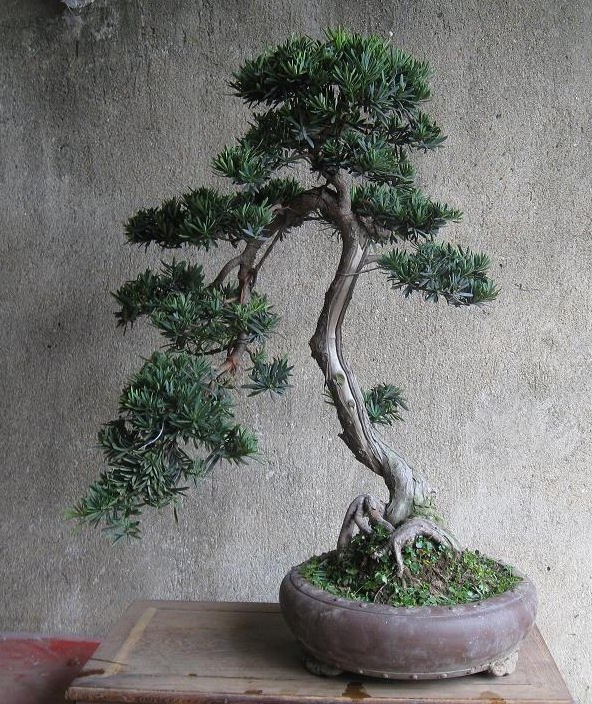 Ƭ 15239.jpg