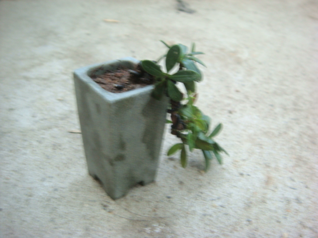 DSC04335.JPG