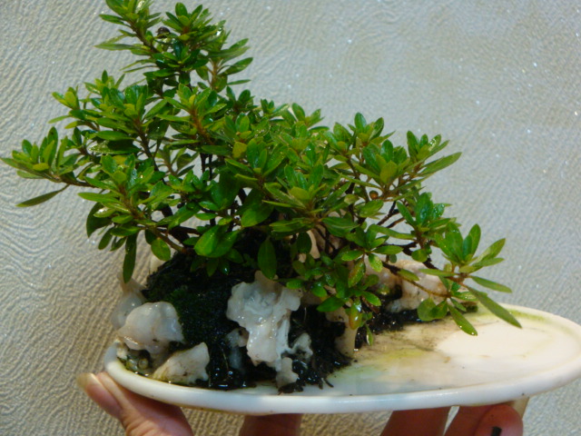 DSC00065.JPG