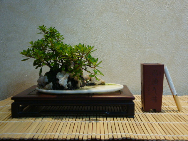 DSC00055.JPG