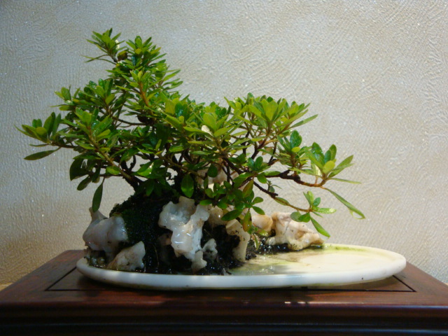 DSC00056.JPG