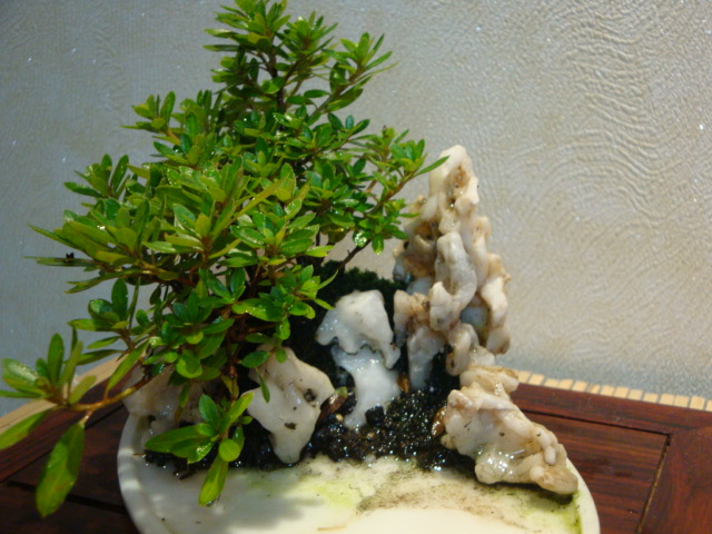 DSC00057.JPG