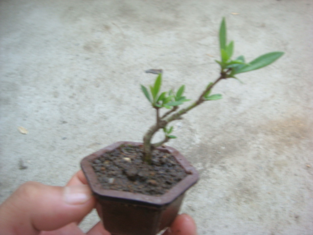 DSC04308.JPG