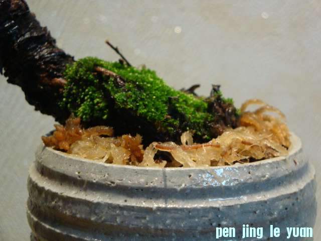 DSC00068.JPG