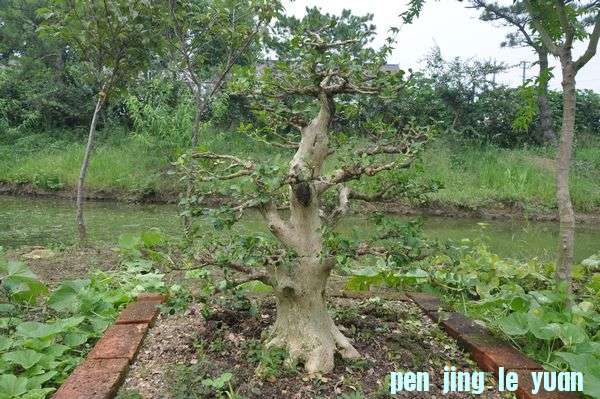 Ƭ 066.jpg