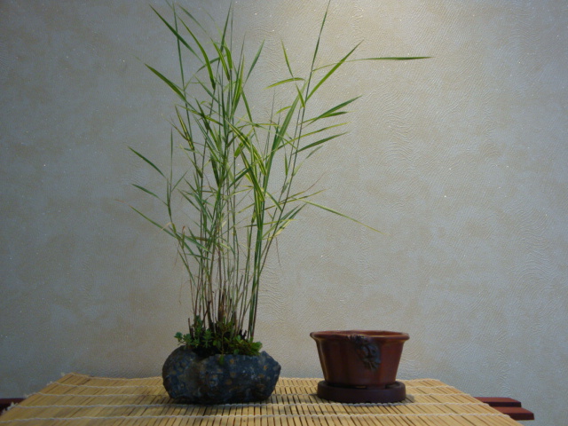 DSC00245.JPG