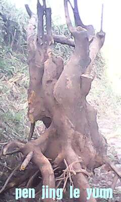 IMG0268A.jpg