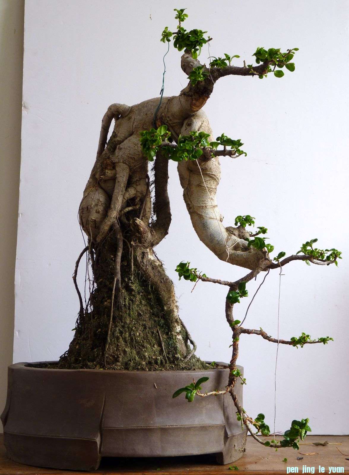 P1020125.jpg