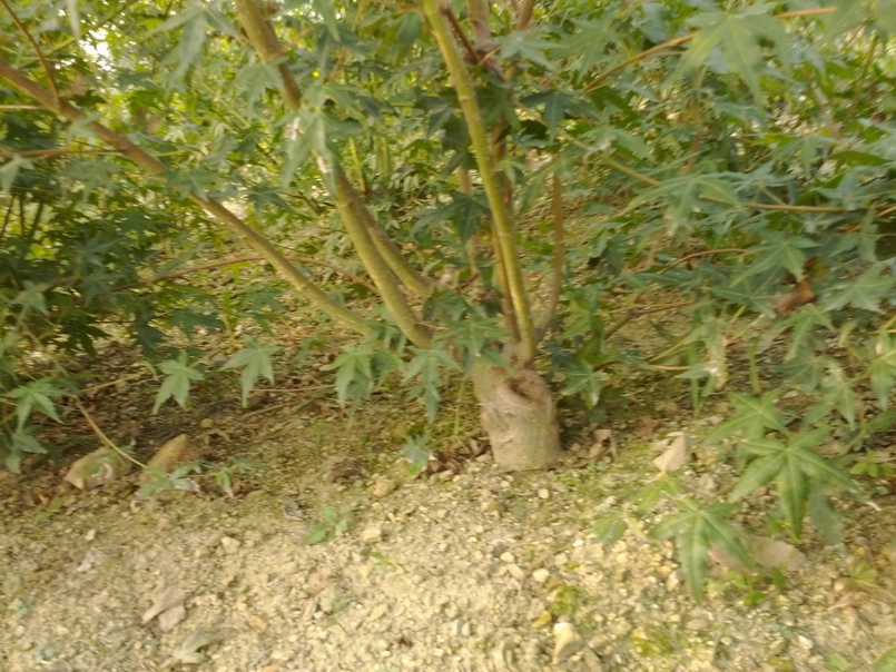 IMG_20121107_163421.jpg