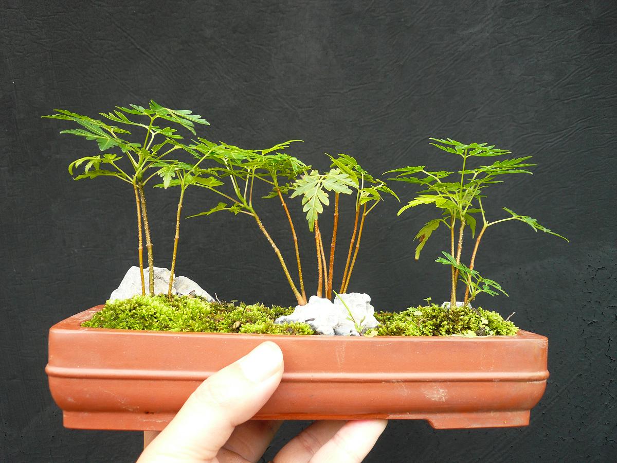 P1100047.JPG