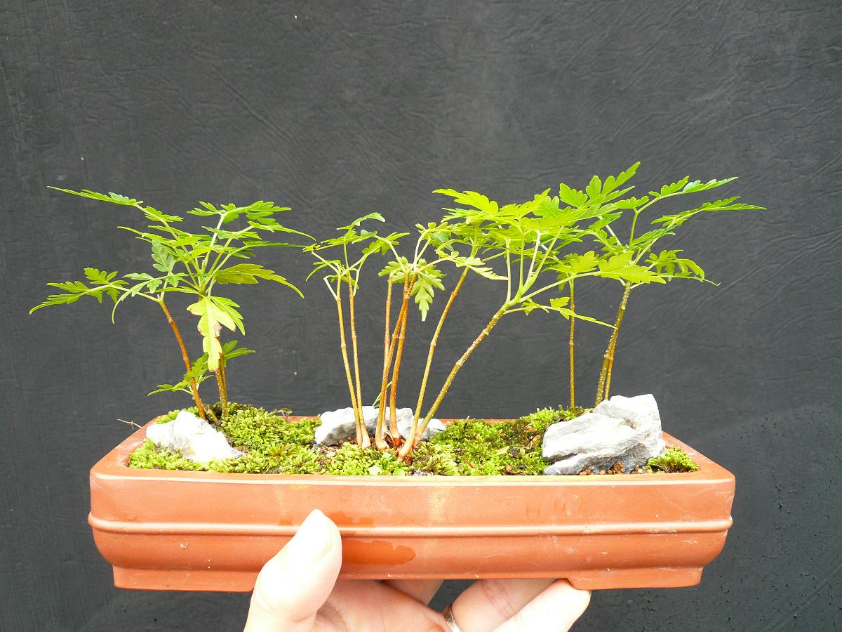 P1100049.JPG