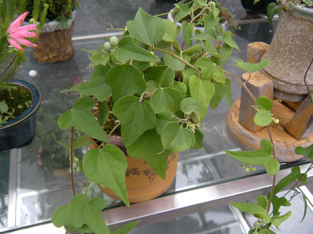 DSCN1105.JPG