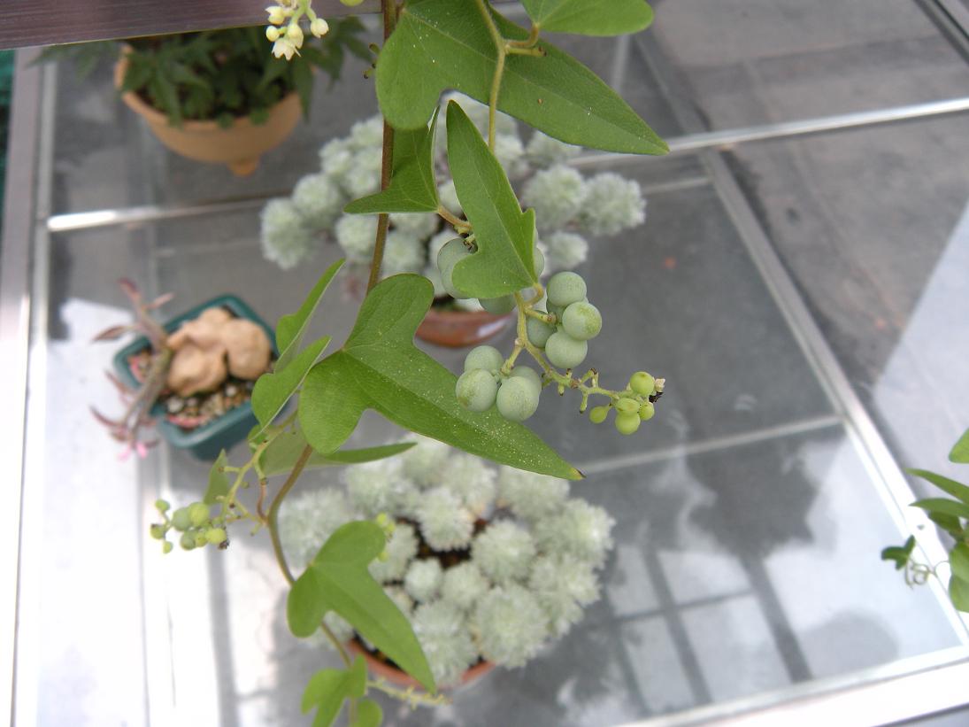 DSCN1106.JPG